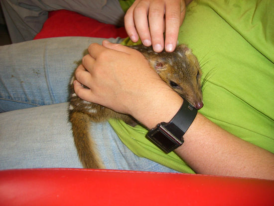 mein Bauch mit eastern Quoll