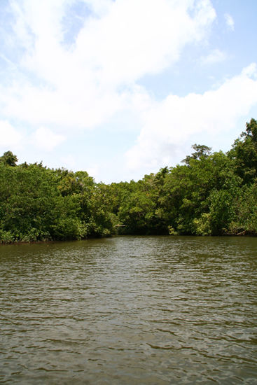 Daintree River