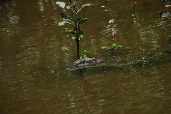 Crocodile