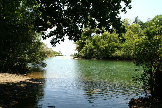 Cape Tribulation