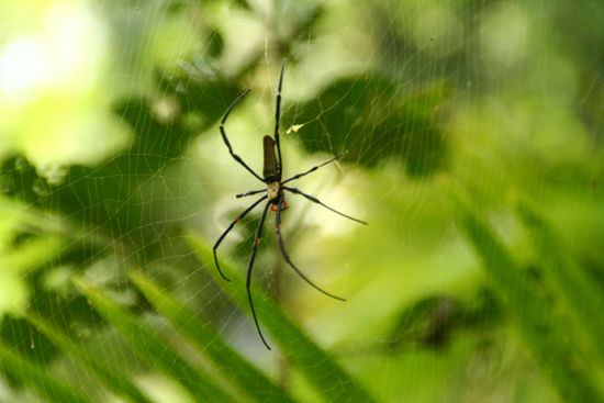 spider (isses net suess?!)