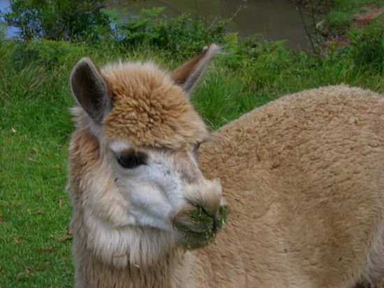 Janet das Alpaca