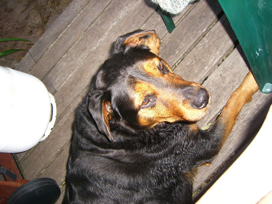 Flash der dickste Hund ueberhaupt