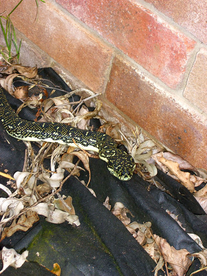 Snakilein (fuer die HeXe) sowas laeuft da im Garten rum