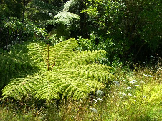 Farn (fuer die HeXe)