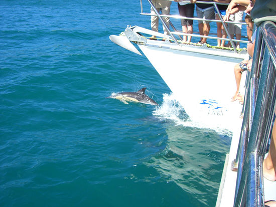 Flipper