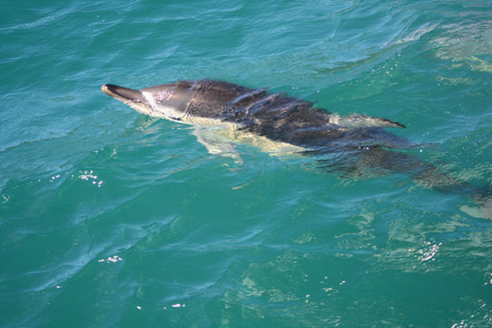 Flipper himself