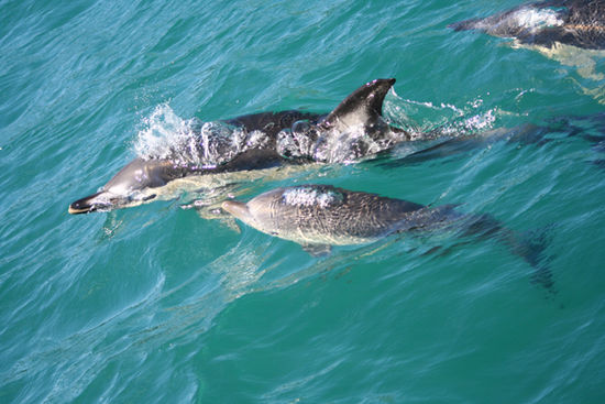 Flipper mit Bayflipper