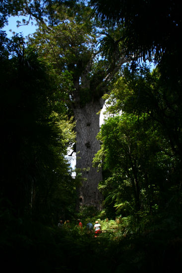 Der aelteste Kauri Baum der Welt... 2000 Jahre alt.