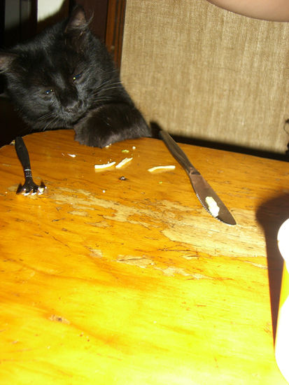 Cat eating cheese ... mjamm