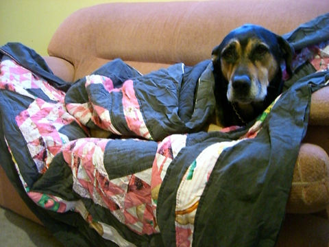 Lottie's gettin cold in the winter so I decided to put a blanket around her *hihi*