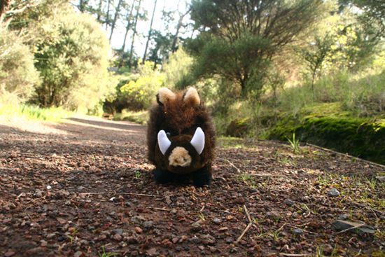 Schroeder mein Wildschwein in Wester Springs