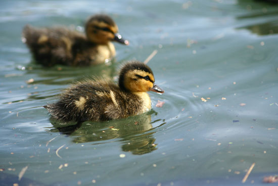 Babyentchen