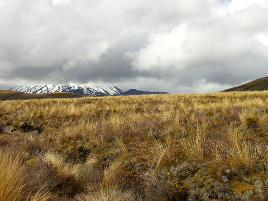Mt Ngauruhoe zeigt sich nur ein wenig