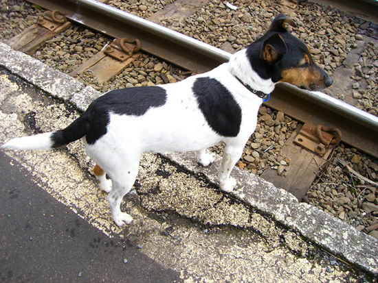 Der Bahnwaechter