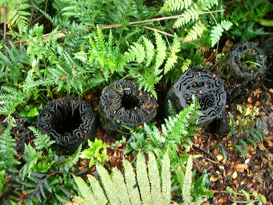 lustige Baumstumpfe