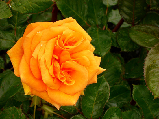 Rosengarten