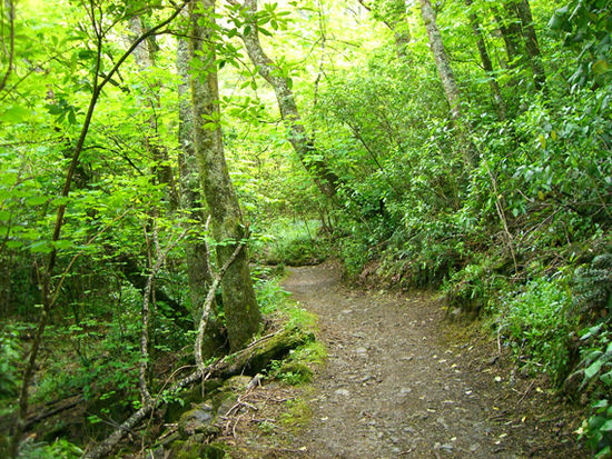 durch den Wald