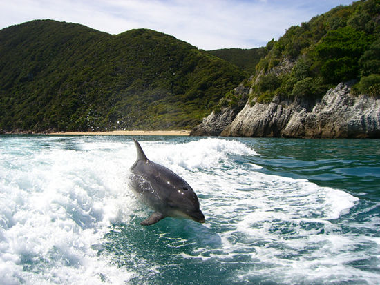 George!!! the best dolphin in the world!
