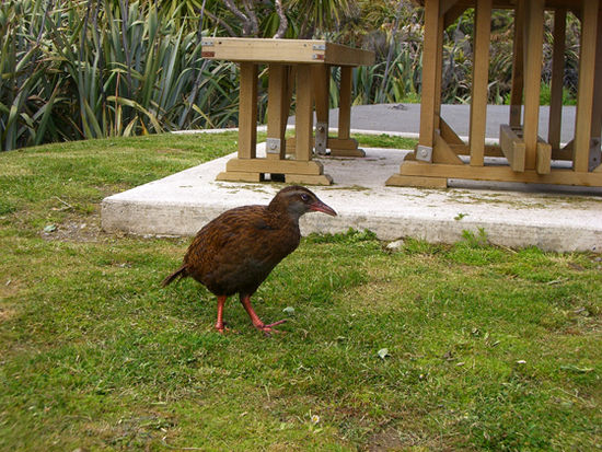 Irgendein Vogel der dem Kiwi aehnlich ist