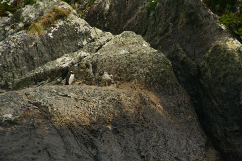 mein erster freilebender Pinguin