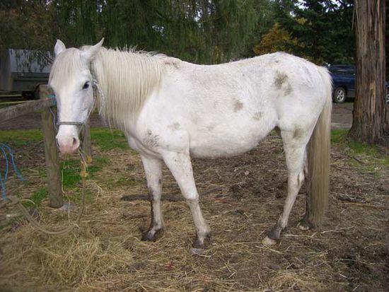 Shaola vor dem Putz Teil 2 (das soll uebirgens mal ein weisses Pony gewesen sein)