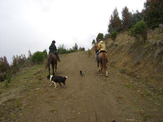 Nisha auf Cruiser, Conny auf Spirit, Buschi, Teddy und ich weit zurueck auf Patchy