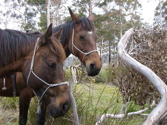 Cruiser und Bonny