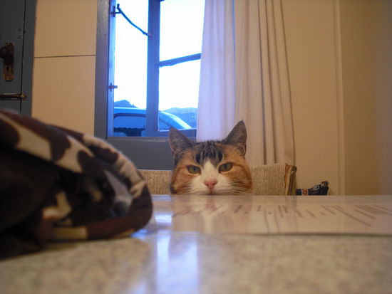 miau... die hungrige Katze