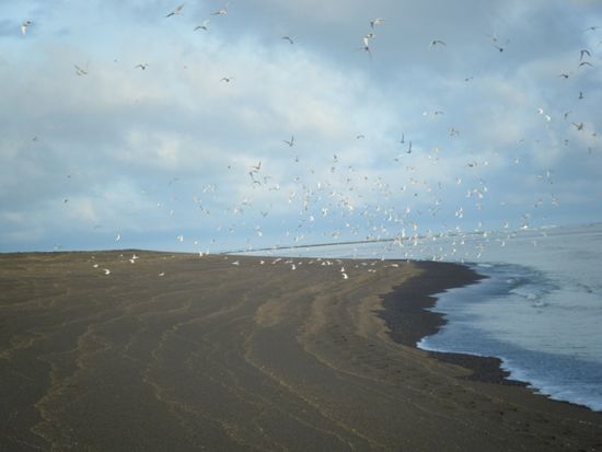 In Eyrarbakki am Strand
