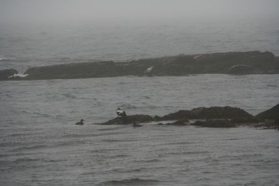 Islands groesste Robbenkolonie?! lol