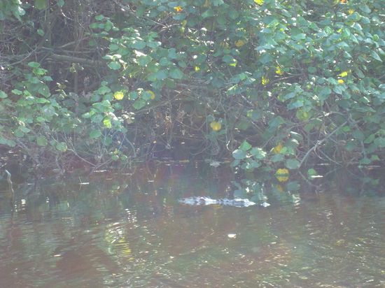 das sollte ein Krokodil sein