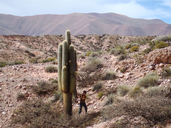 Beat im Kampf gegen den Kaktus