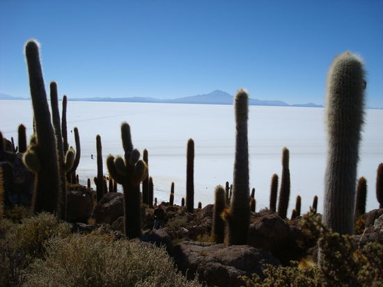 Insel in der Salzwueste, ein Traum