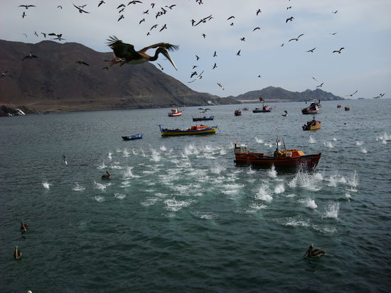 Die Voegelschwaerme, die ins Wasser abtauchten, um Fische zu fangen