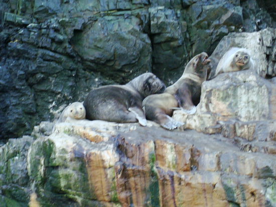 Seehunde so weit das Auge reicht