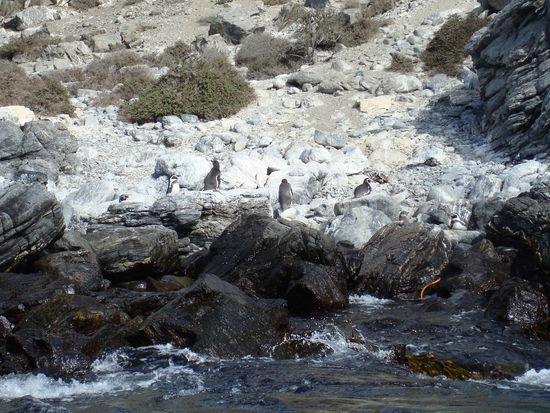 Humboldt Pinguine