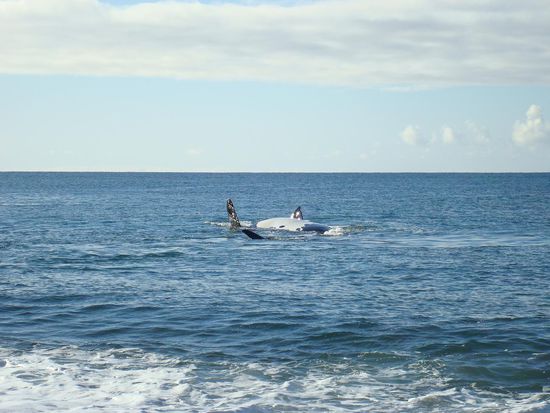 Walfisch schwimmt auf dem Ruecken 