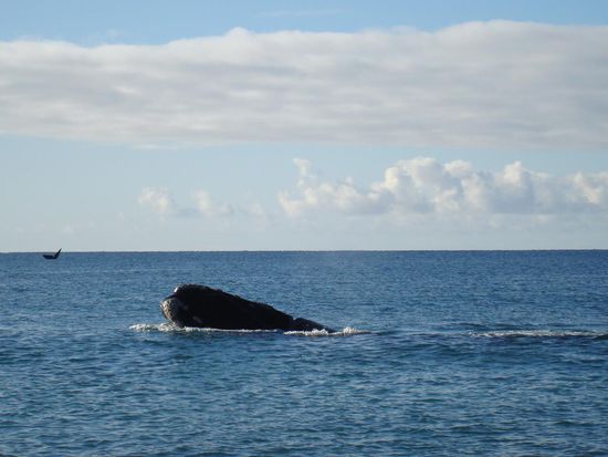 Walfisch schaut aus dem Wasser 