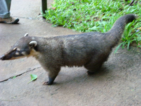 "Nasi", unser Nasenbaer es wimmelte nur so von diesen Tierchen. Nur leider gibts immer wieder so doofe Touristen, die die Nasenbaeren fuettern, was streng verboten ist...