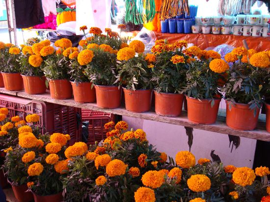 Sempasúchitl, die orangen Blumen, mit denen jede Ofrenda und jedes Haus geschmückt wird