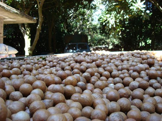 Hier werden die Nuesse getrocknet