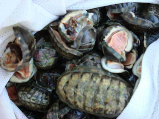 komisches Getier (lengua del perro), so was wie Schnecken, die im Meer leben und ich hab das probiert, igitt....