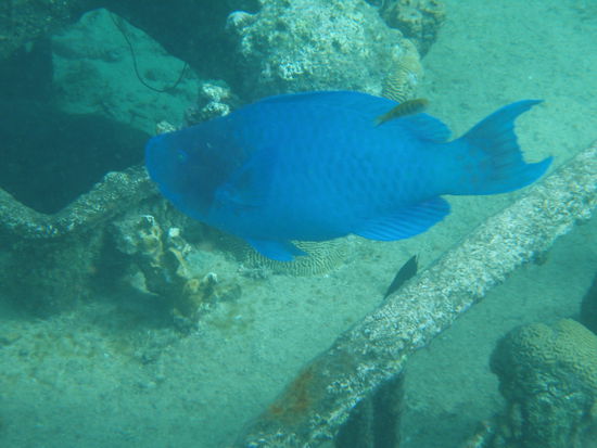 Sooolche schoenen Fische sieht man hier unter Wasser... und der war auch gar nicht mal so klein...