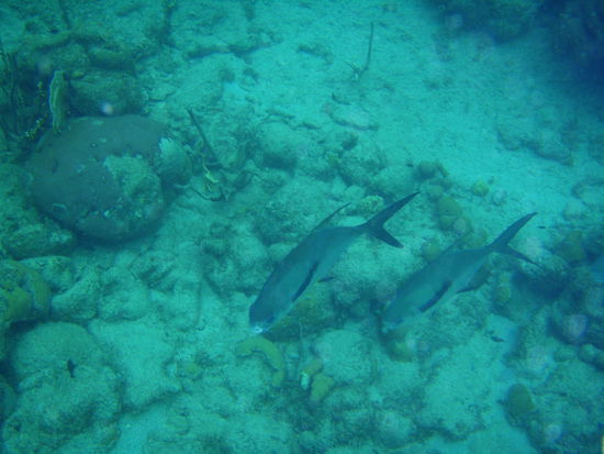 ... die Jungs sind anscheinend friedlich... ich frage mich nur warum man dann gleich mit der ganzen Posse los muss???