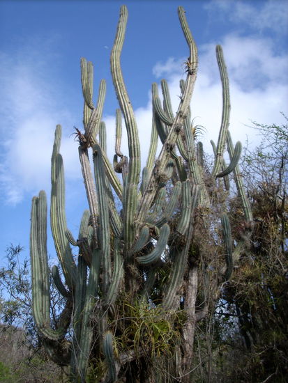 ... dieses Exemplar ist geschetzte 3m hoch, sehr beeindruckend...