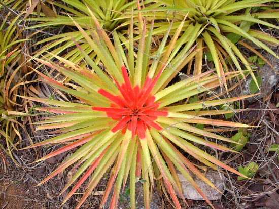 ...eine blühende Bromelie...