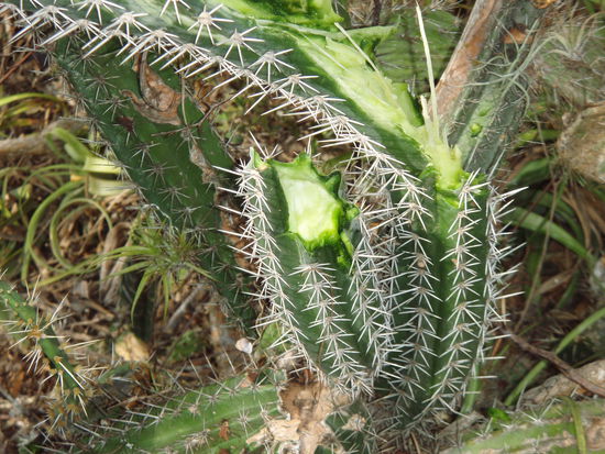 ... und eine angebissene "Kaktussie", möchte nicht wissen, wer da so wenig Hemmungen hatte...