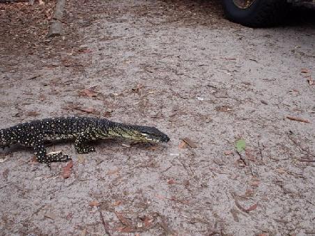 leguan!
