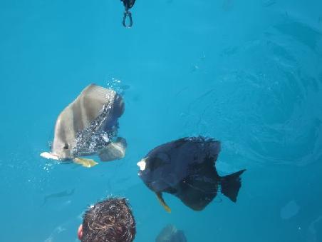 dicke fische im dursichtigen wasser!